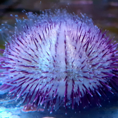 echinometra sp