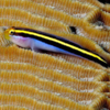 elacatinus figaro