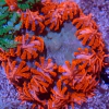 epiystis crucifer