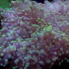 Euphyllia divisa frag 1 cabeza