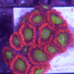 Frag zoha 8-10 polipos