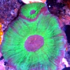 Frags moseleya latistellata