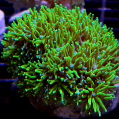 Galaxea fascicularis frag