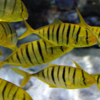 ghthannodon specie 8 cm