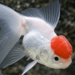gold fish red cap