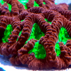Goniastrea ultra frag