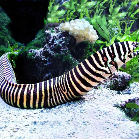 gymnomureana zebra 40 cm