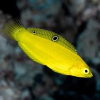 halichoeres chrysus