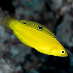 halichoeres chrysus