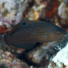 halichoeres marginatus