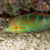 halichoeres melanurus