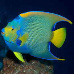 holacanthus isabellita 10 cm