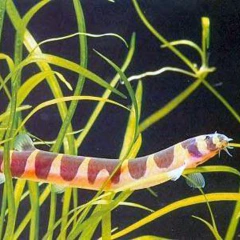 kuhlii rayada