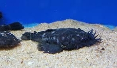 L-34 Ancistrus ranunculus - comprar online