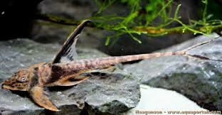lamontichthys llanero - comprar online