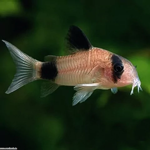Corydora Panda