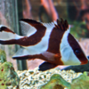 latjanus sebea S