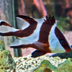 latjanus sebea S