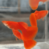 lebiste red albinos