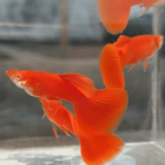 lebiste red albinos