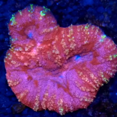 Lobophyllia Pink Fire