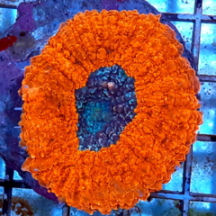 Lobophyllia red ultra
