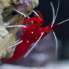 lysmata debelius