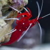lysmata debelius