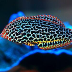 macroparingodon meleagris