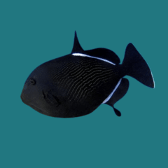 melichtys indicus L