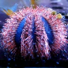 Mespillia globulus