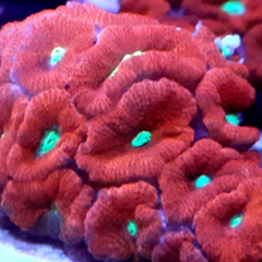 Micromussa amakusensis frag