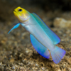 optistognathus aurifrons