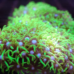 Pachiclavularia frag