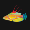 paracheilinus flavinalis