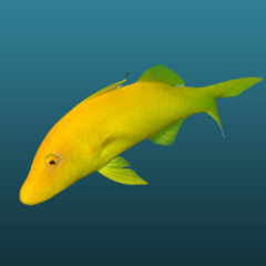 parapeneus cyclostomus