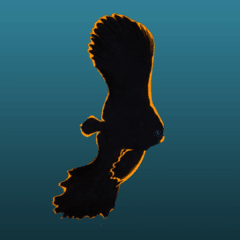platax pinnatus (s) 