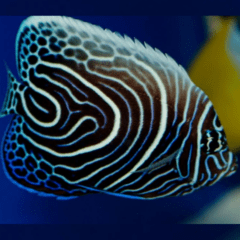 pomacanthus imperator juvenil med