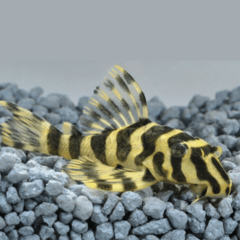 peckoltia compta (l134)