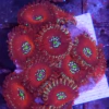 Protozohantus red galaxi frag 8/10 polipos