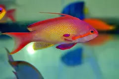 pseudoanthias squamipinnis macho - comprar online