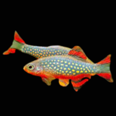 rasbora galaxy