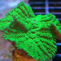 Rodachthys green ultra 