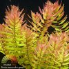 Rotala macandra green