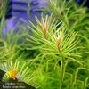 Rotala nanjenshan