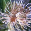 sabellastarte sp