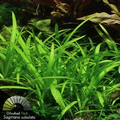 Sagittaria subulata