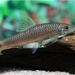 siamensis (come algas) 4 cm