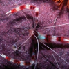 stenopus hispidus