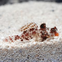 sunchiropus marmoratus